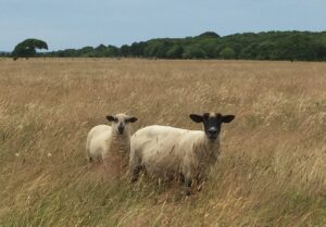 ShortCove-Patrick Sheep at Flat Point Farm