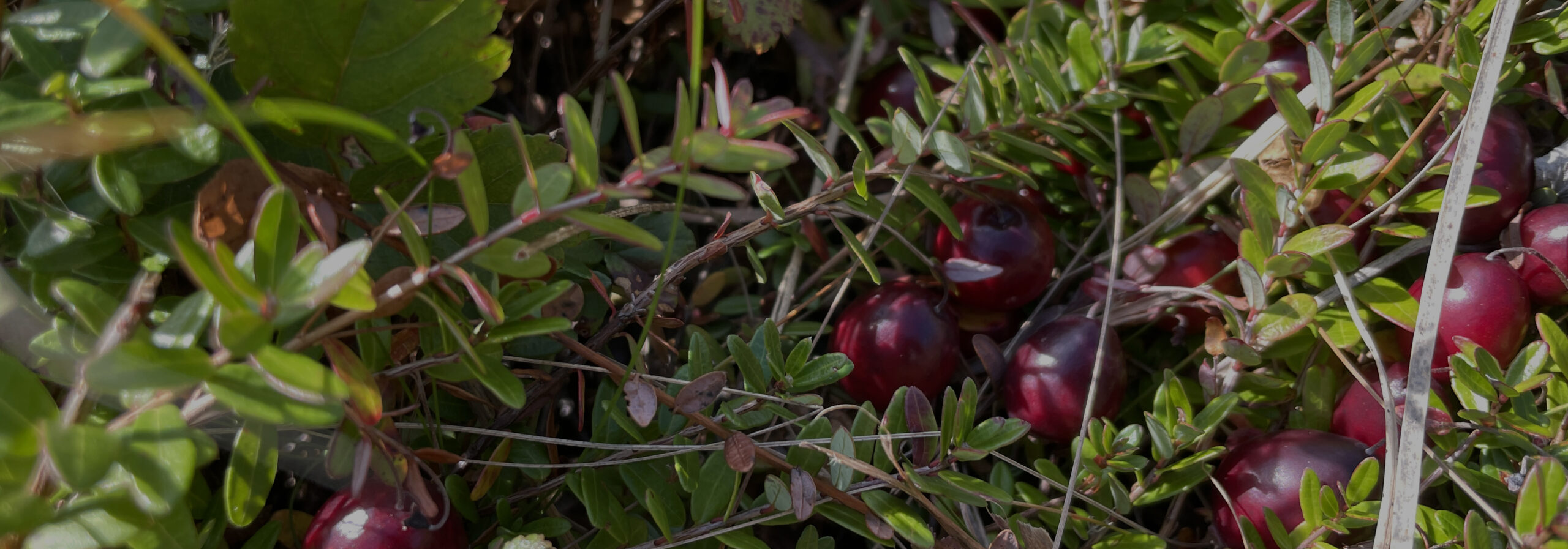 cranberry-acres